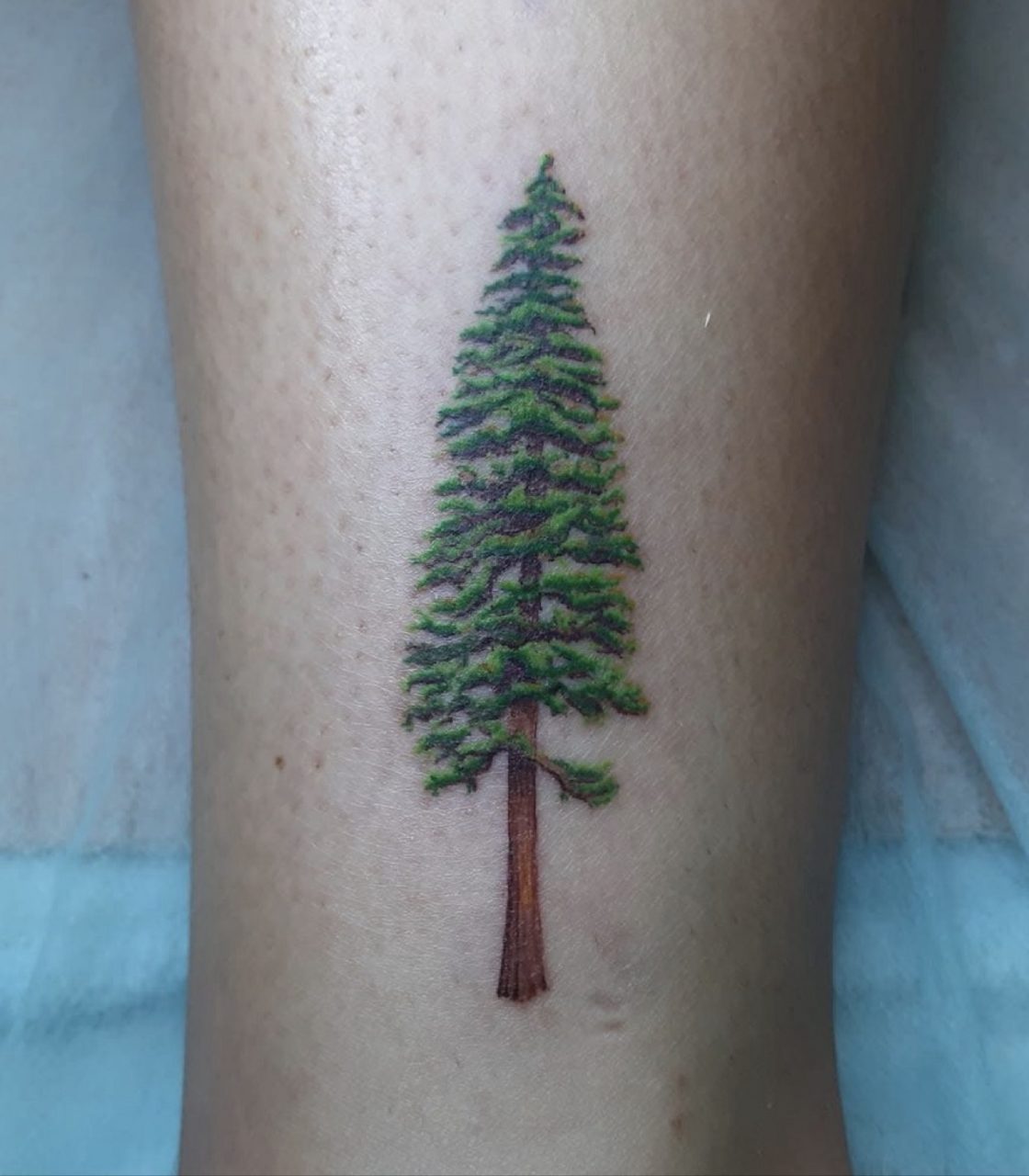 Tattoo: Color — Evergreen tree