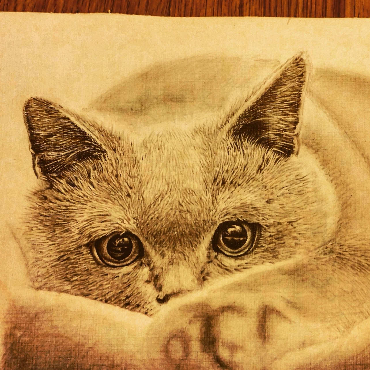 Pencil drawing of a kitten